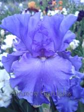 Iris Yaquina Blue